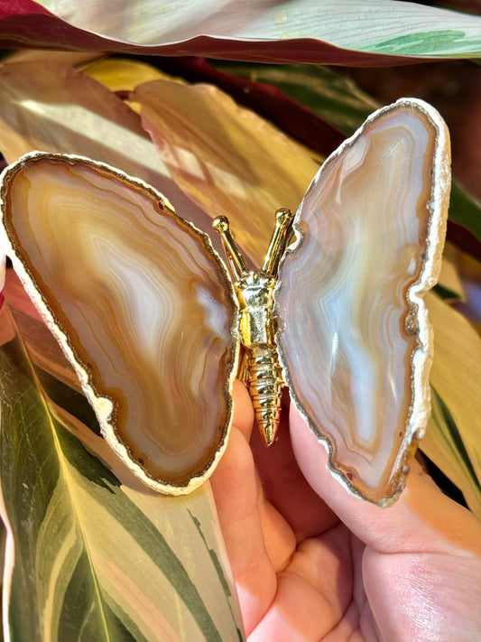 Agate butterfly from Brazil I