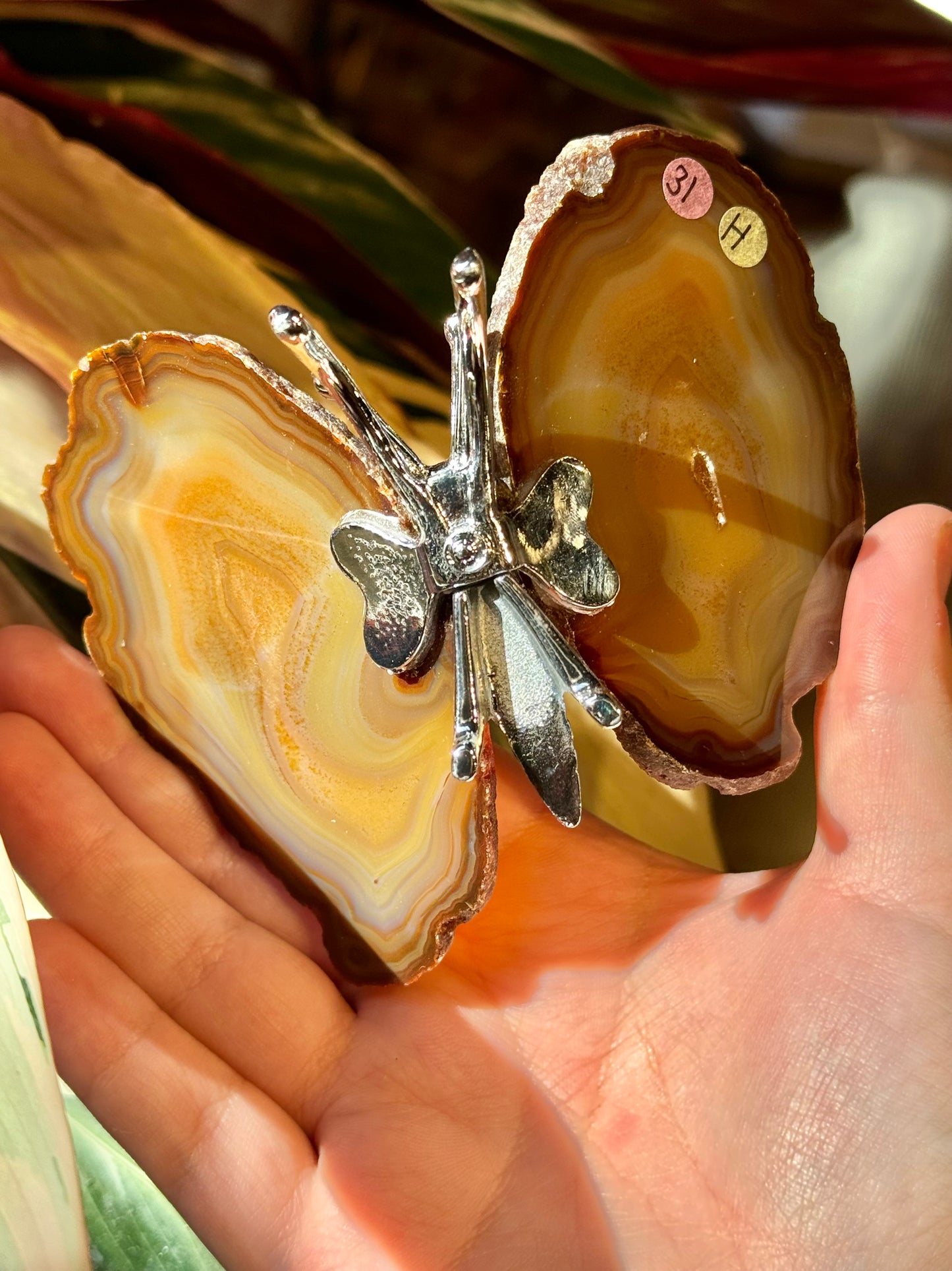 Agate butterfly from Brazil H