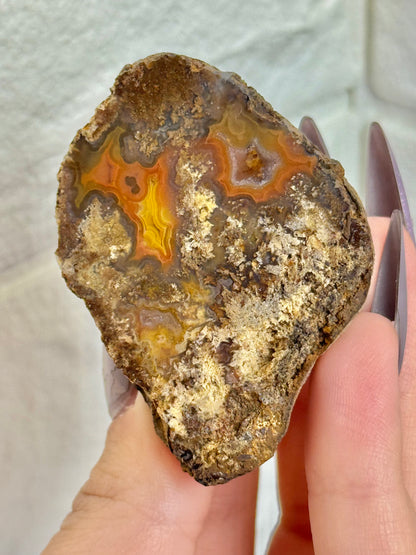 You pick! Beautiful fall toned Laguna agates from Chihuahua Mexico