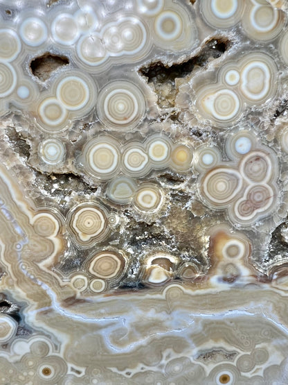 AAA yellow druzy orbicular ocean jasper slab from Madagascar