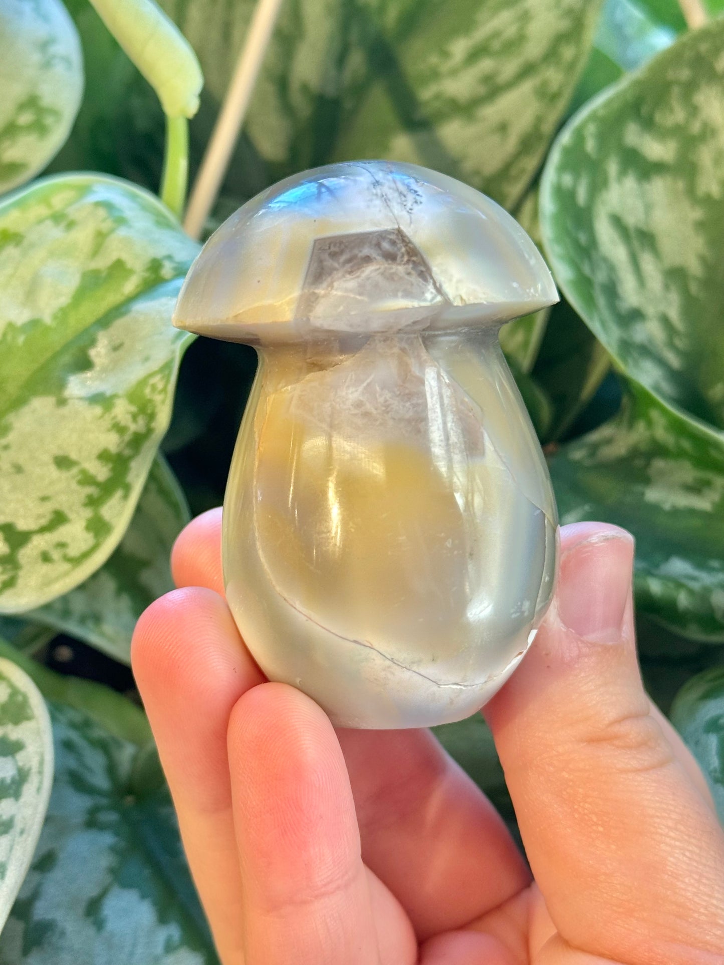 Orca agate mushroom