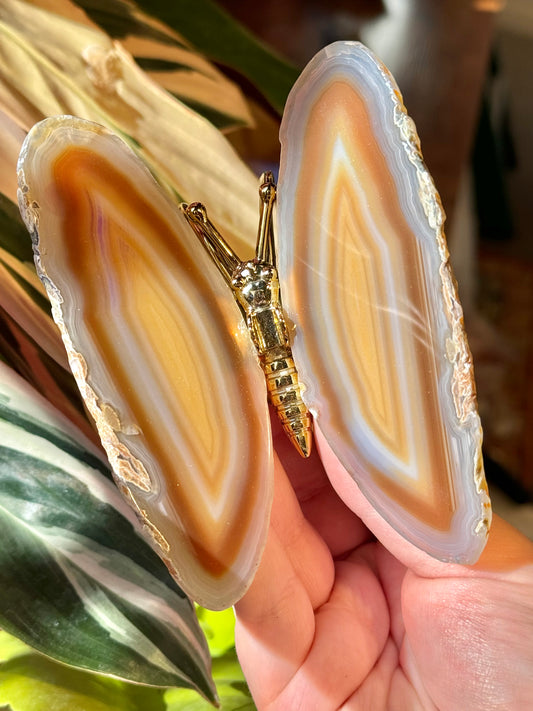 Agate butterfly from Brazil O