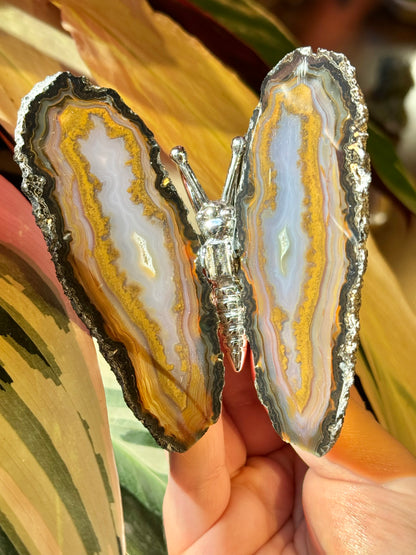 Agate butterfly from Brazil T