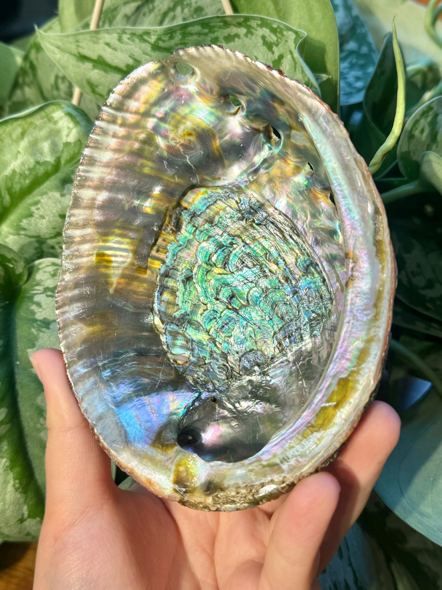 1 intuitive farm raised abalone shell