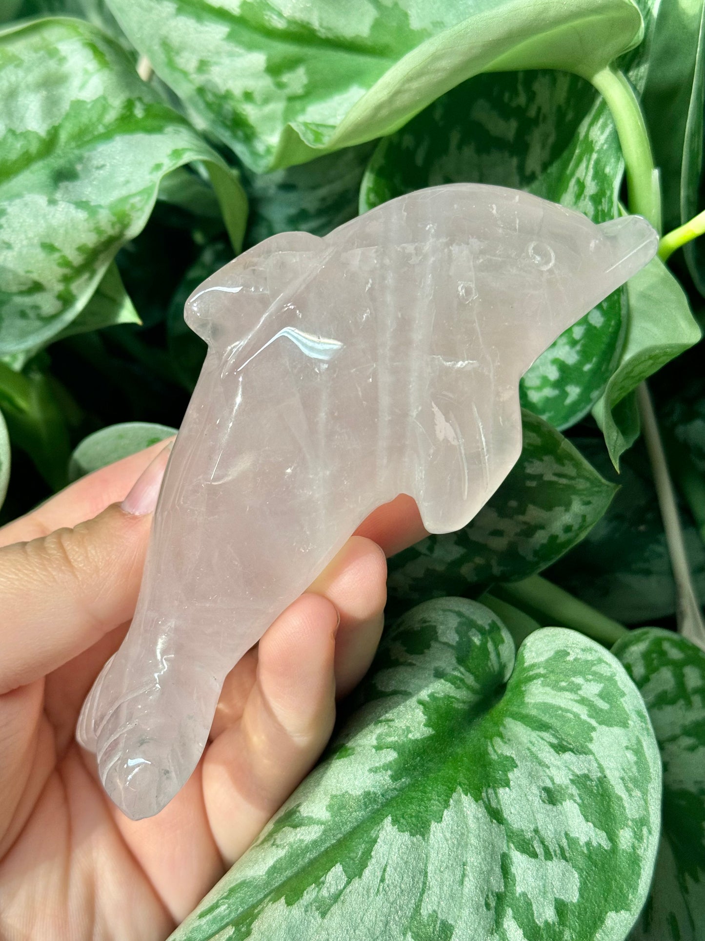 Cute rose quartz dolphin F