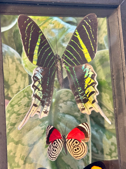 Stunning preserved triple butterfly display