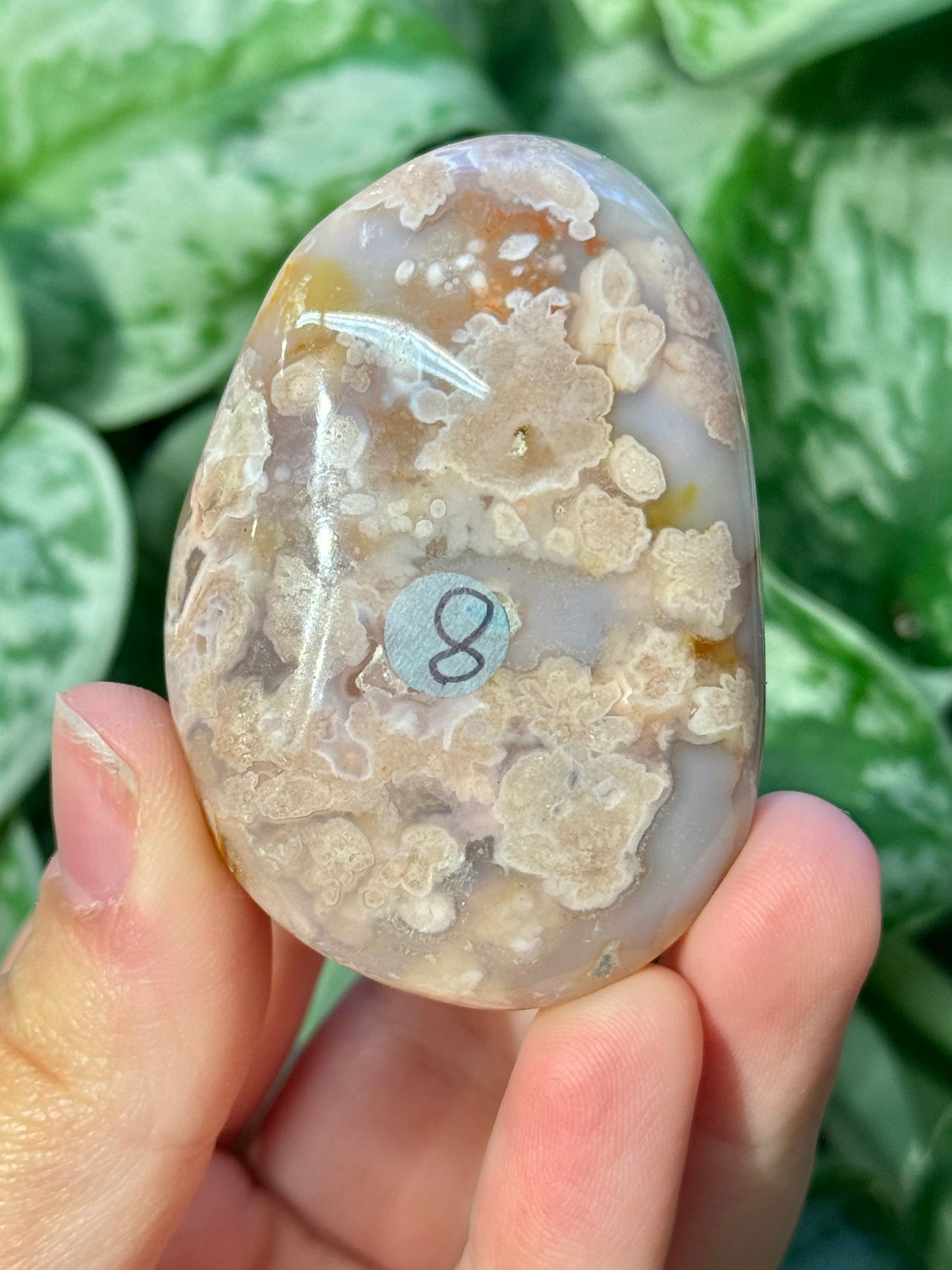 Flower agate palm stone from Madagascar