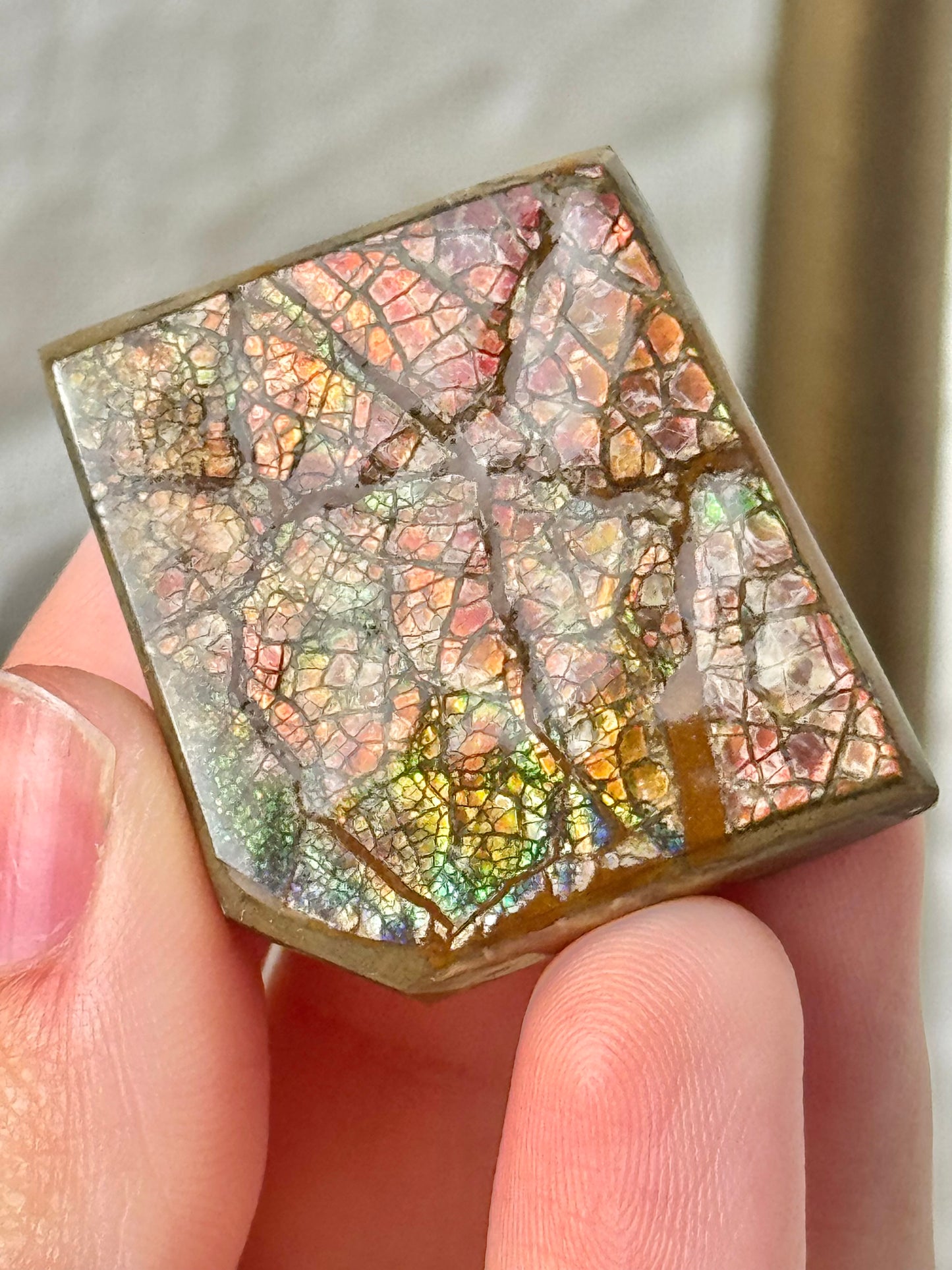 1 gorgeous ammolite fossil from Canada