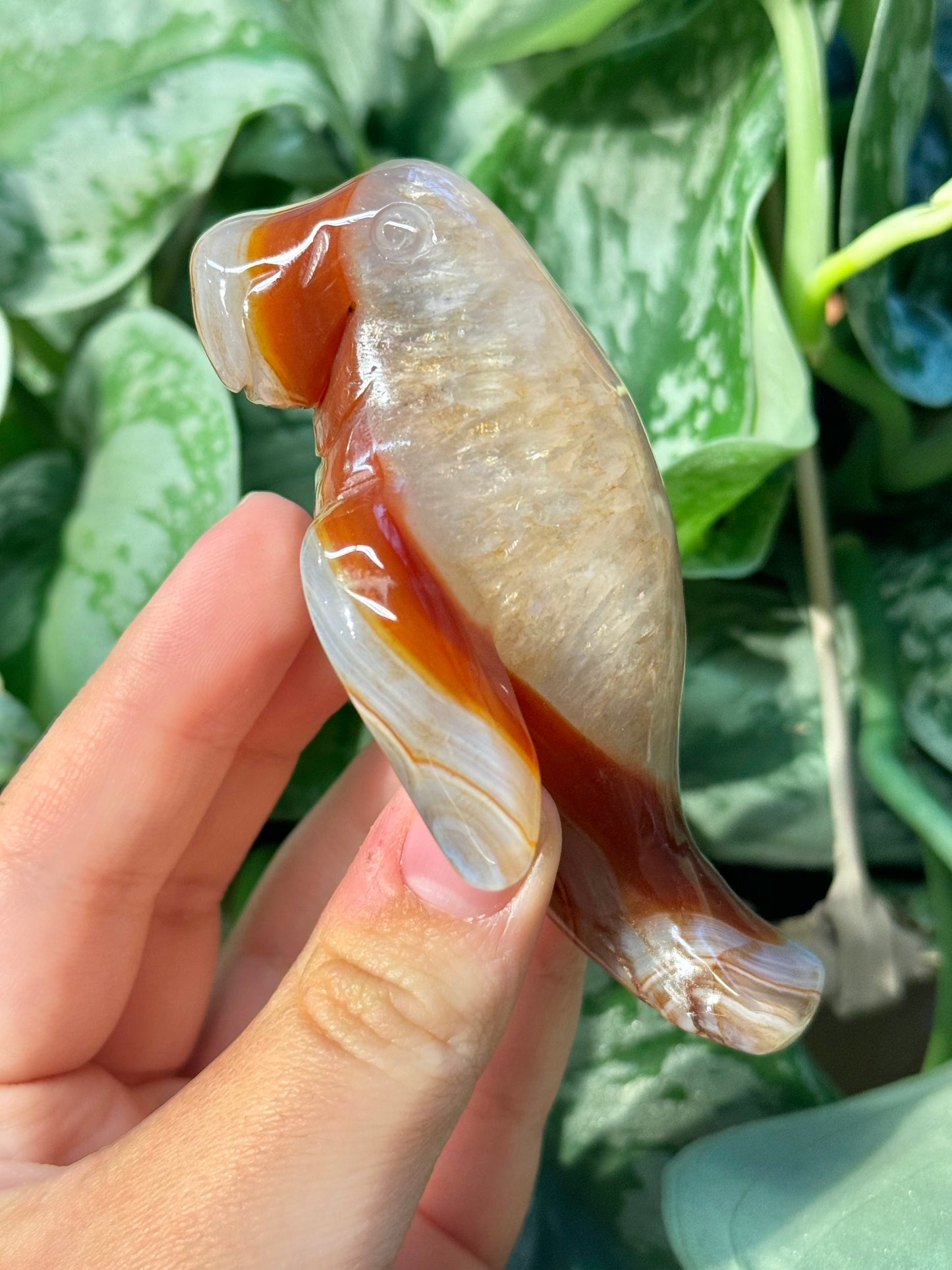 Heated carnelian manatee B