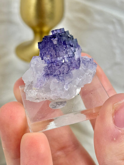 You pick! Deep purple fluorites from the Tule mine in Mexico