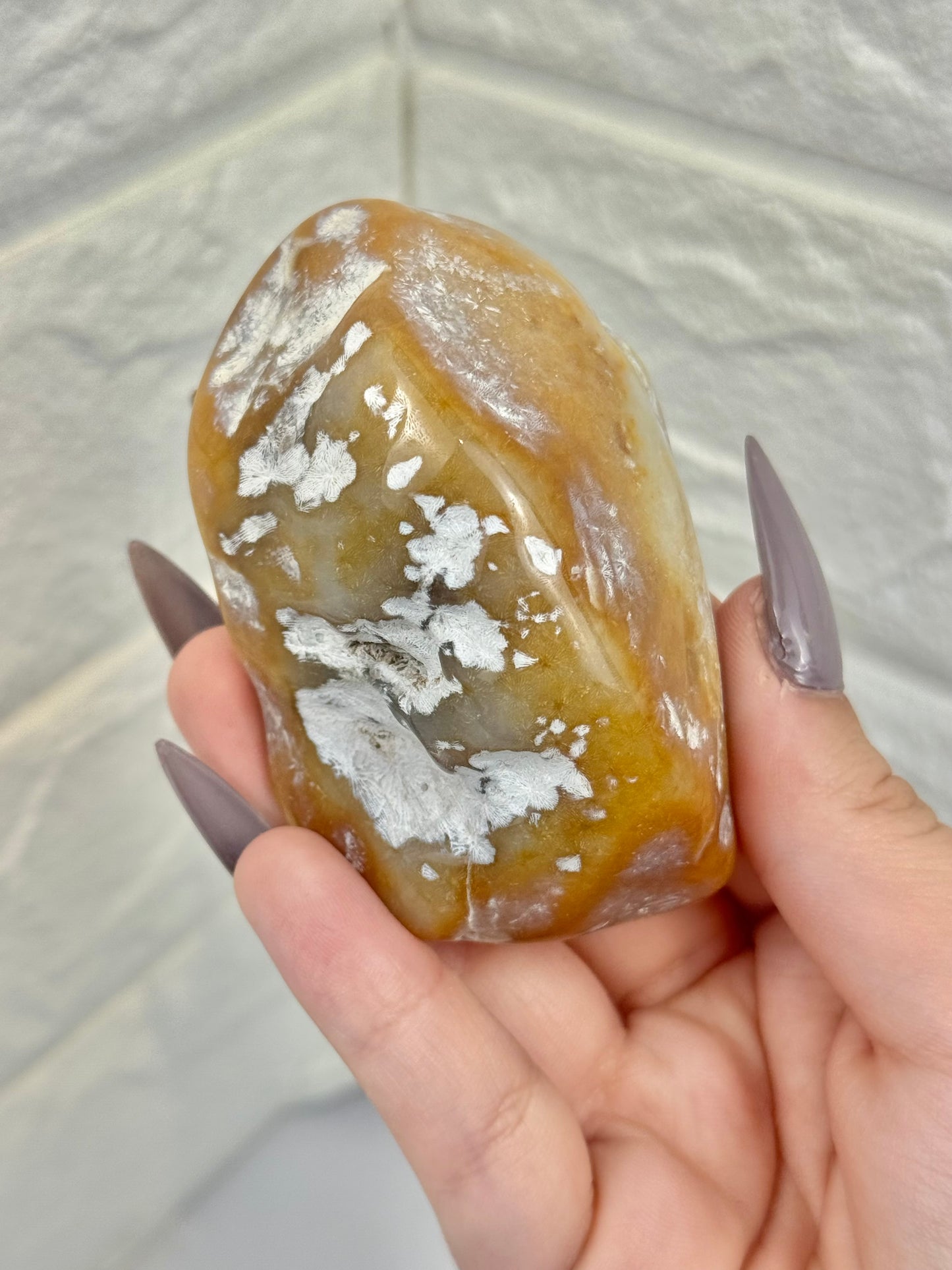 1 polished coral from Florida