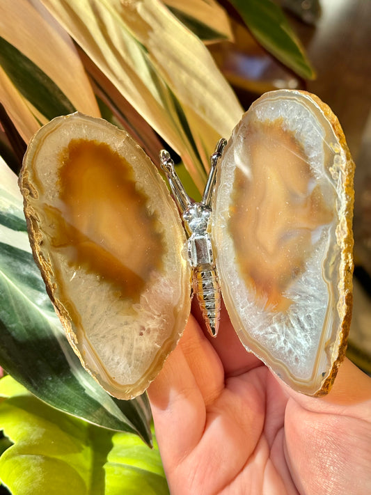 Agate butterfly from Brazil R