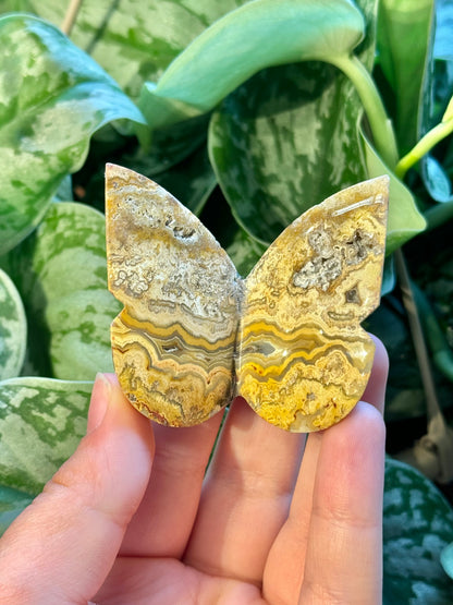 1 intuitive yellow crazy lace agate 3D butterfly from Indonesia