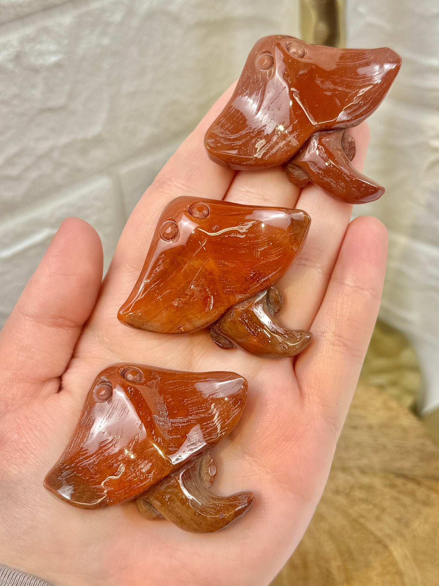 1 adorable carnelian stingray