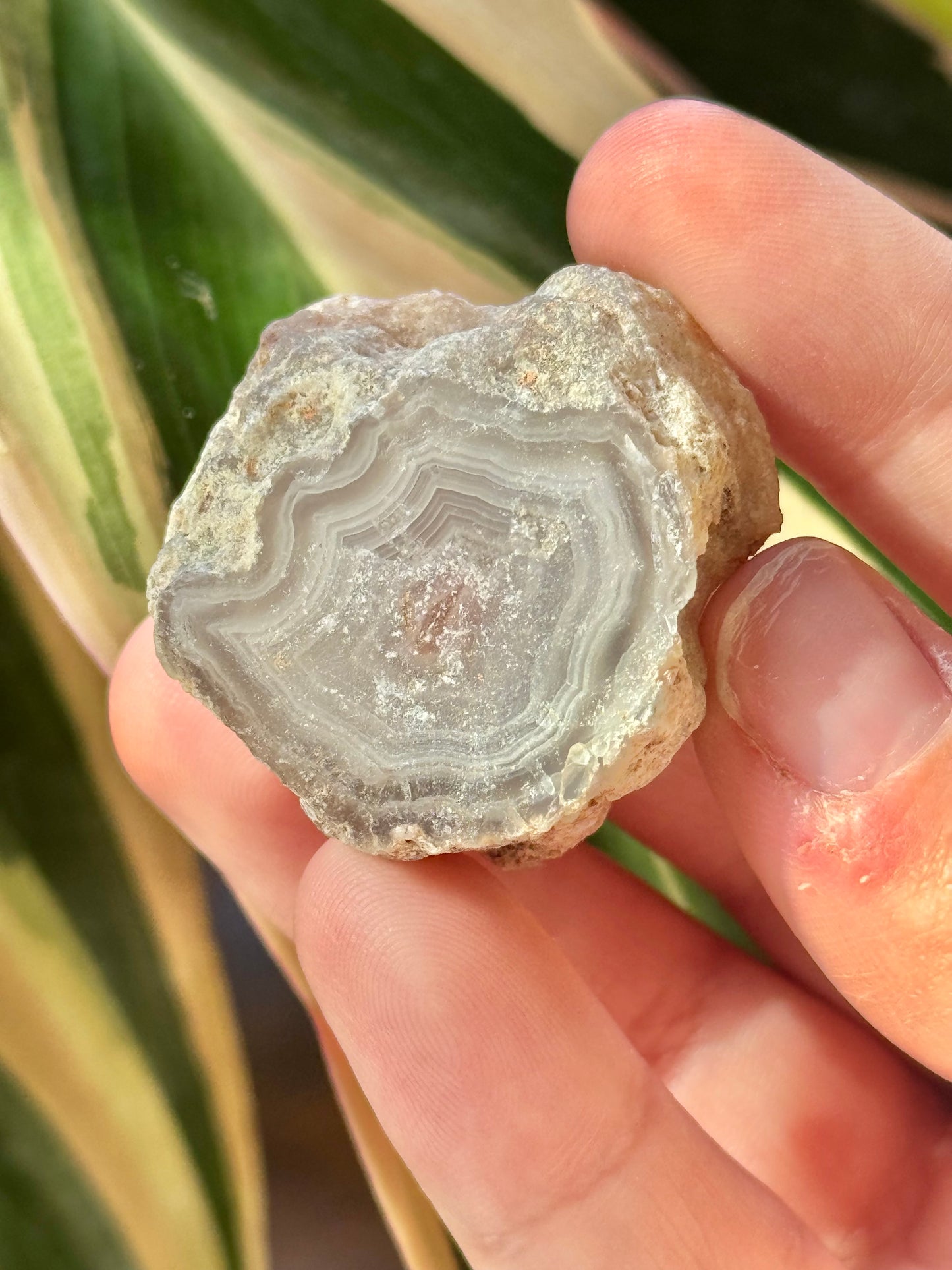 White/red laguna agate X