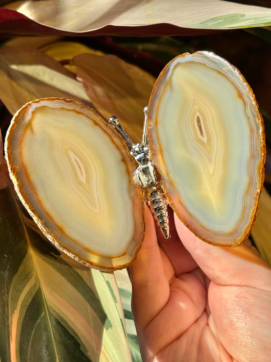 Agate butterfly from Brazil P