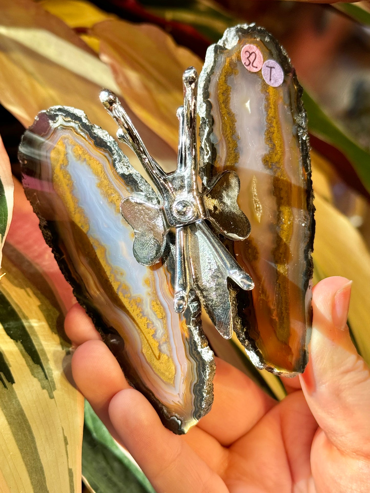 Agate butterfly from Brazil T