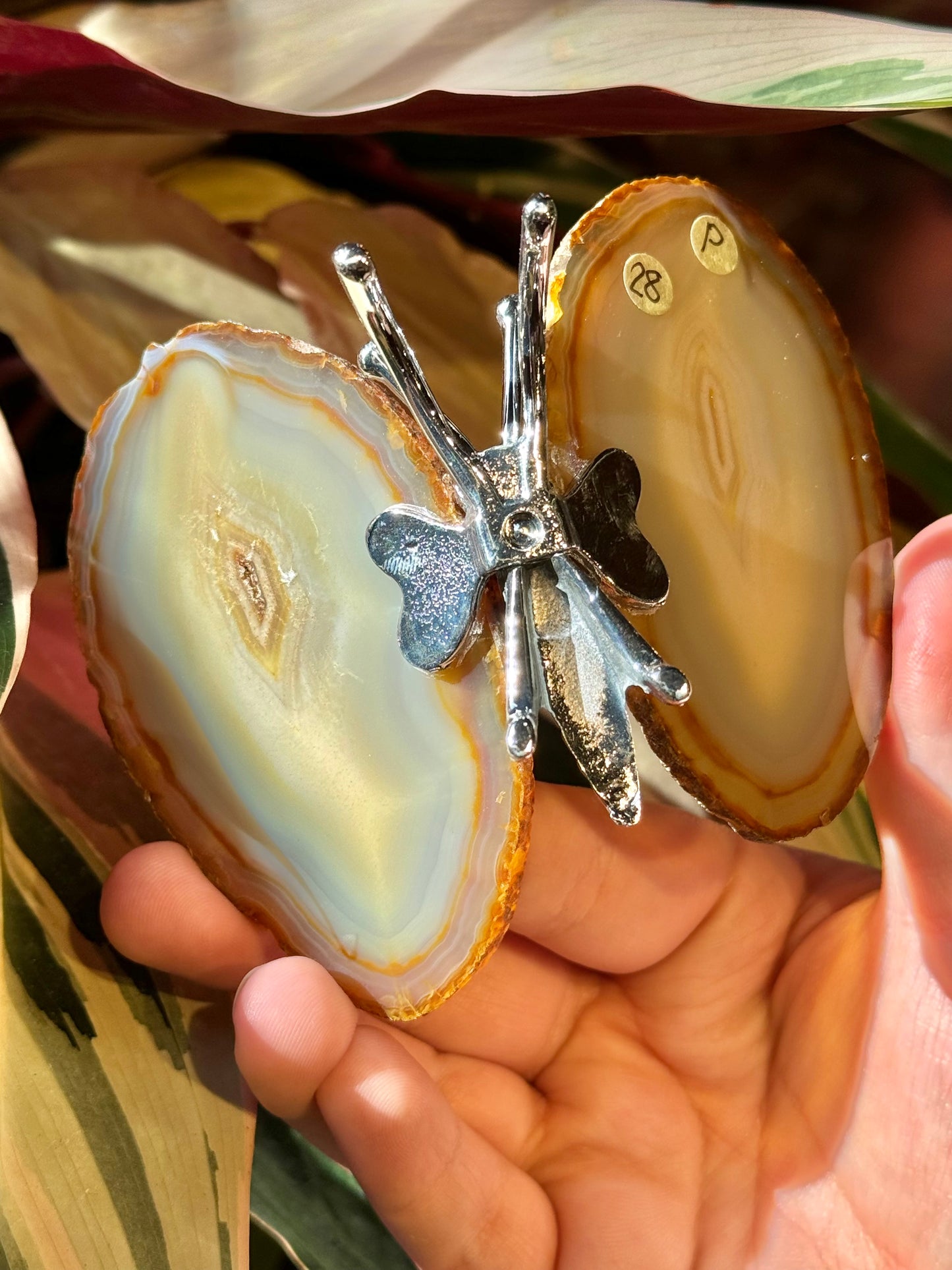 Agate butterfly from Brazil P