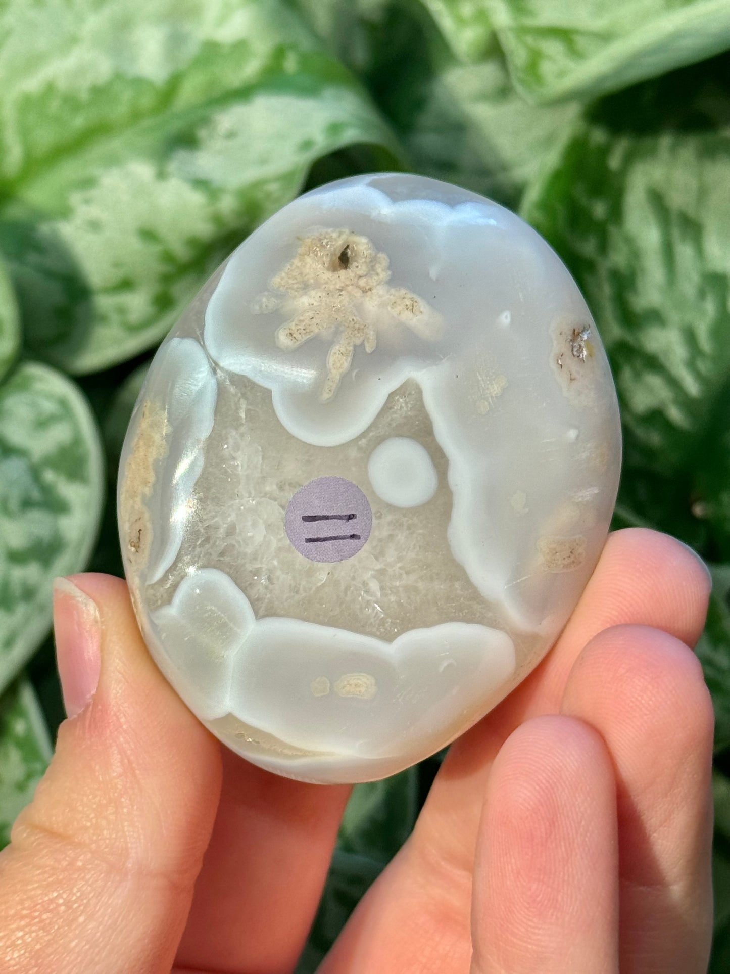 Flower agate palm stone from Madagascar