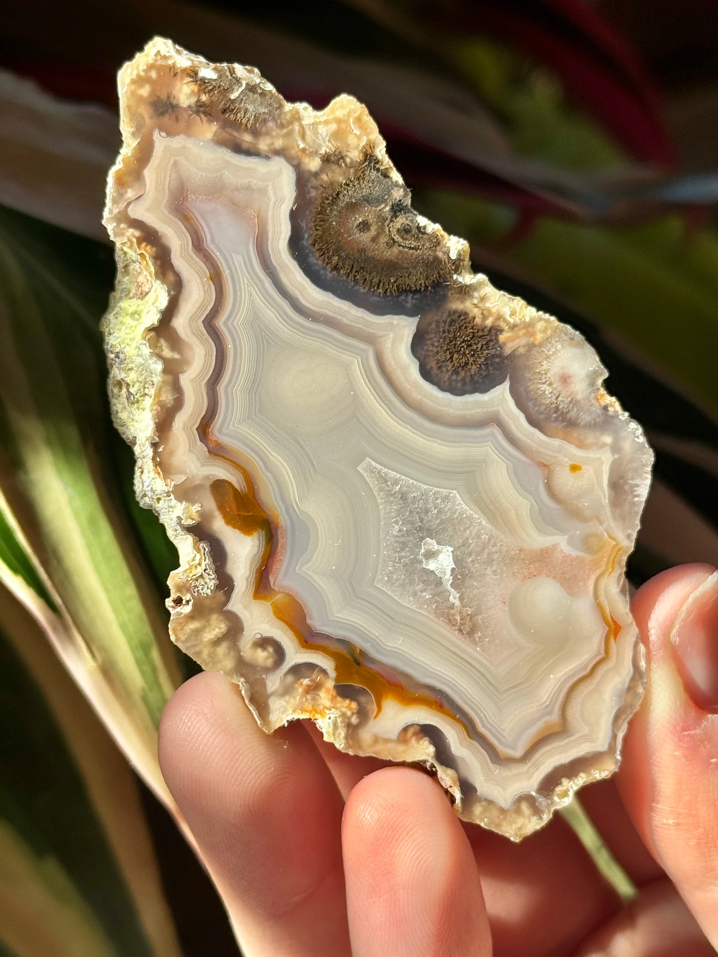 Neutral toned laguna agate S