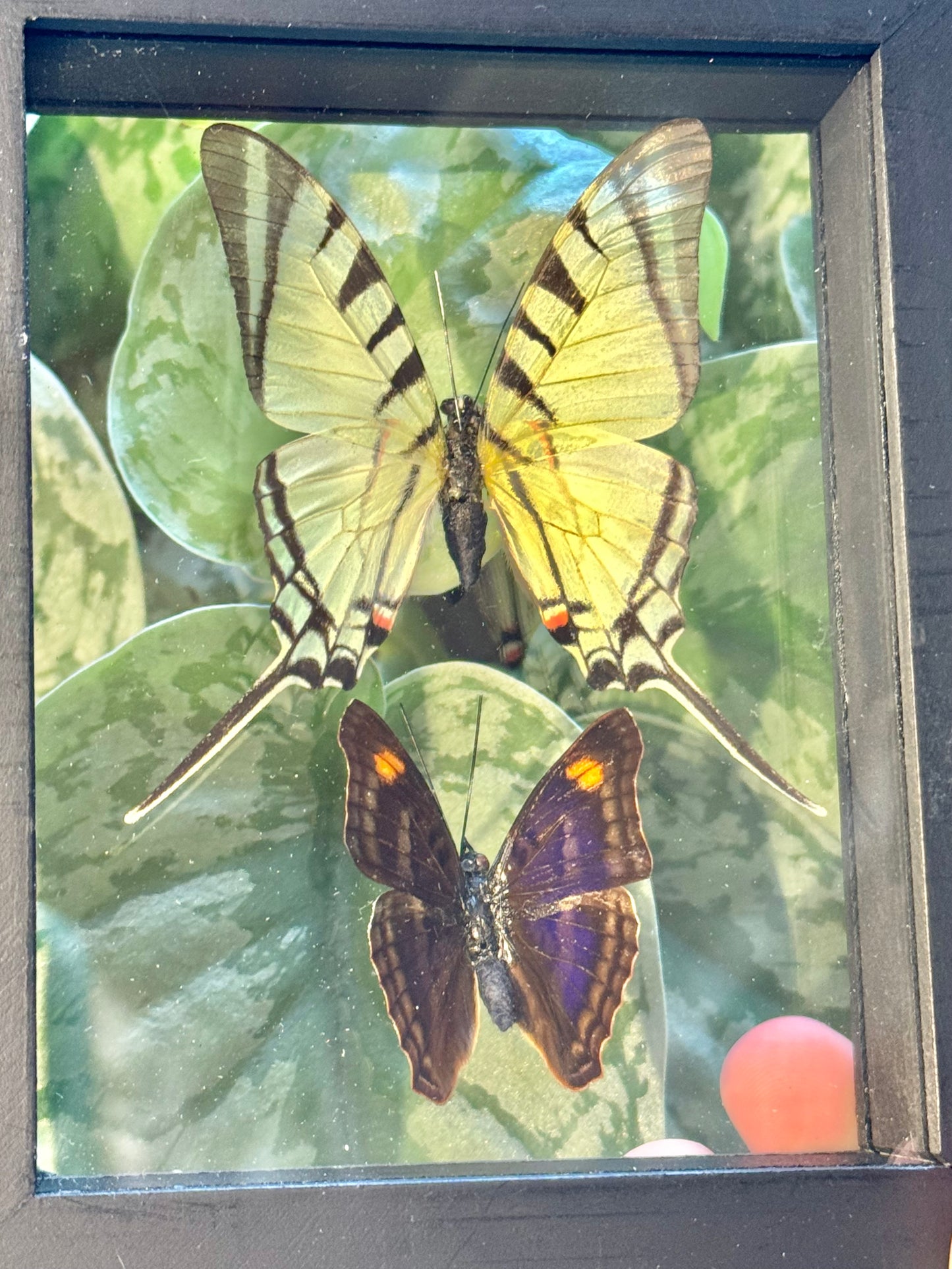 Beautiful preserved Neographium Agesuilaus double butterfly display