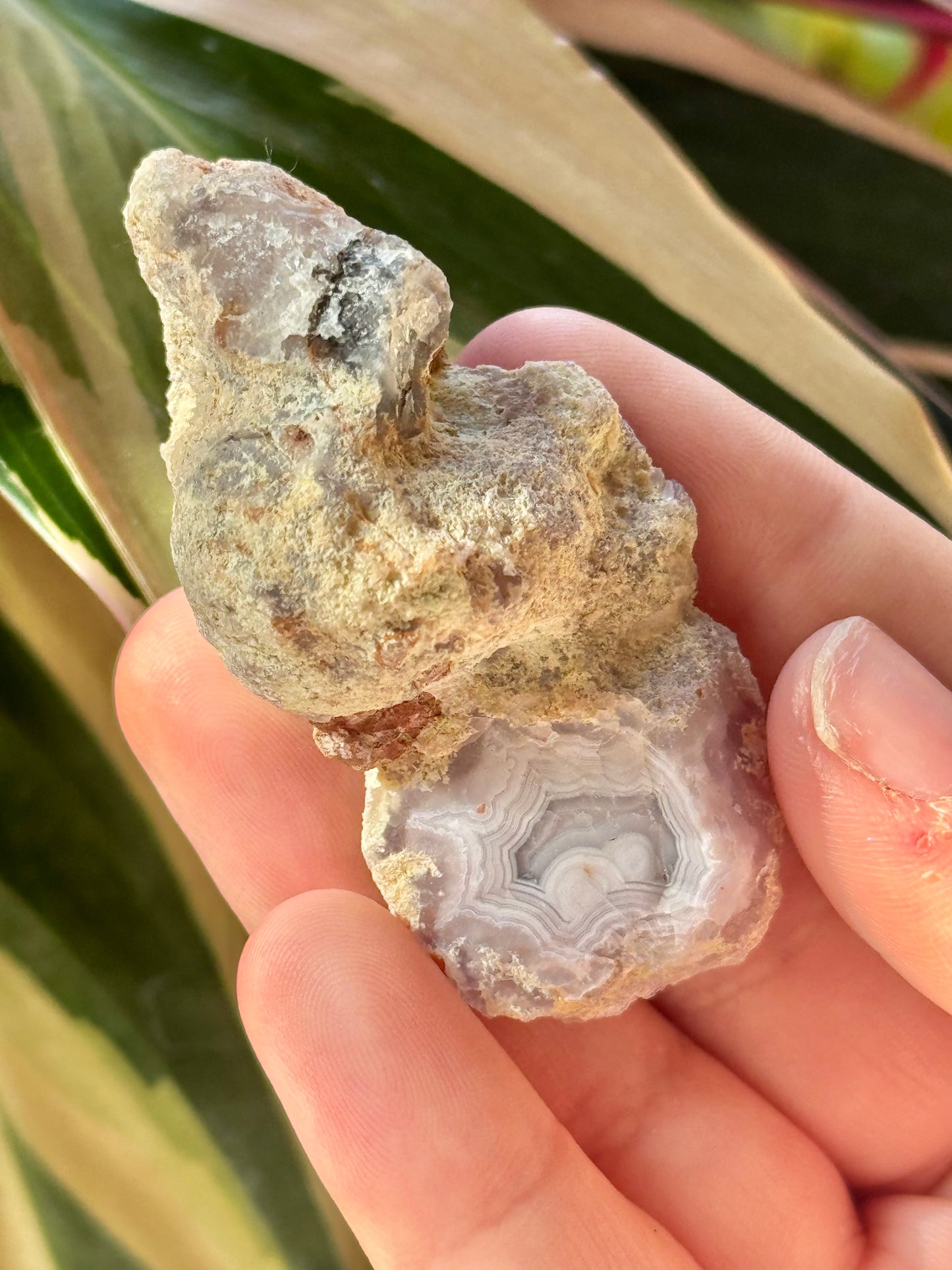 Angelic white laguna agate W