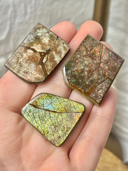 1 gorgeous ammolite fossil from Canada