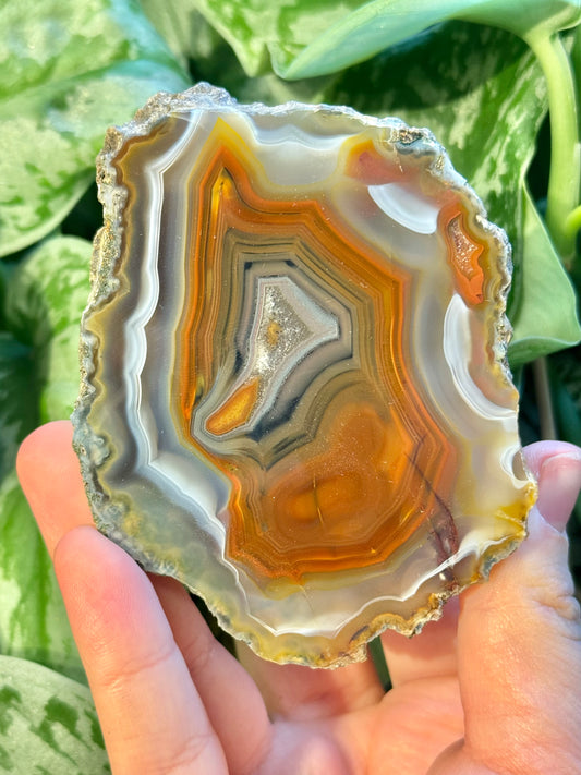 High quality banded Condor agate from Argentina A