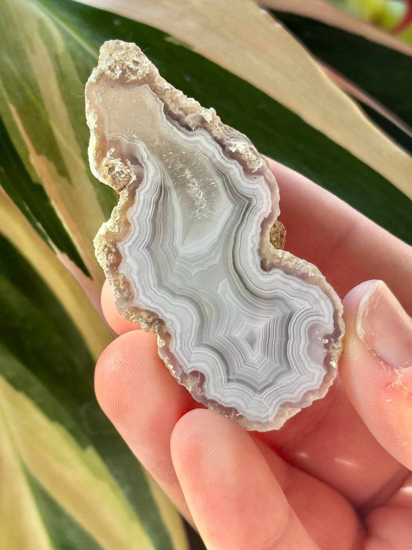 Angelic white laguna agate W