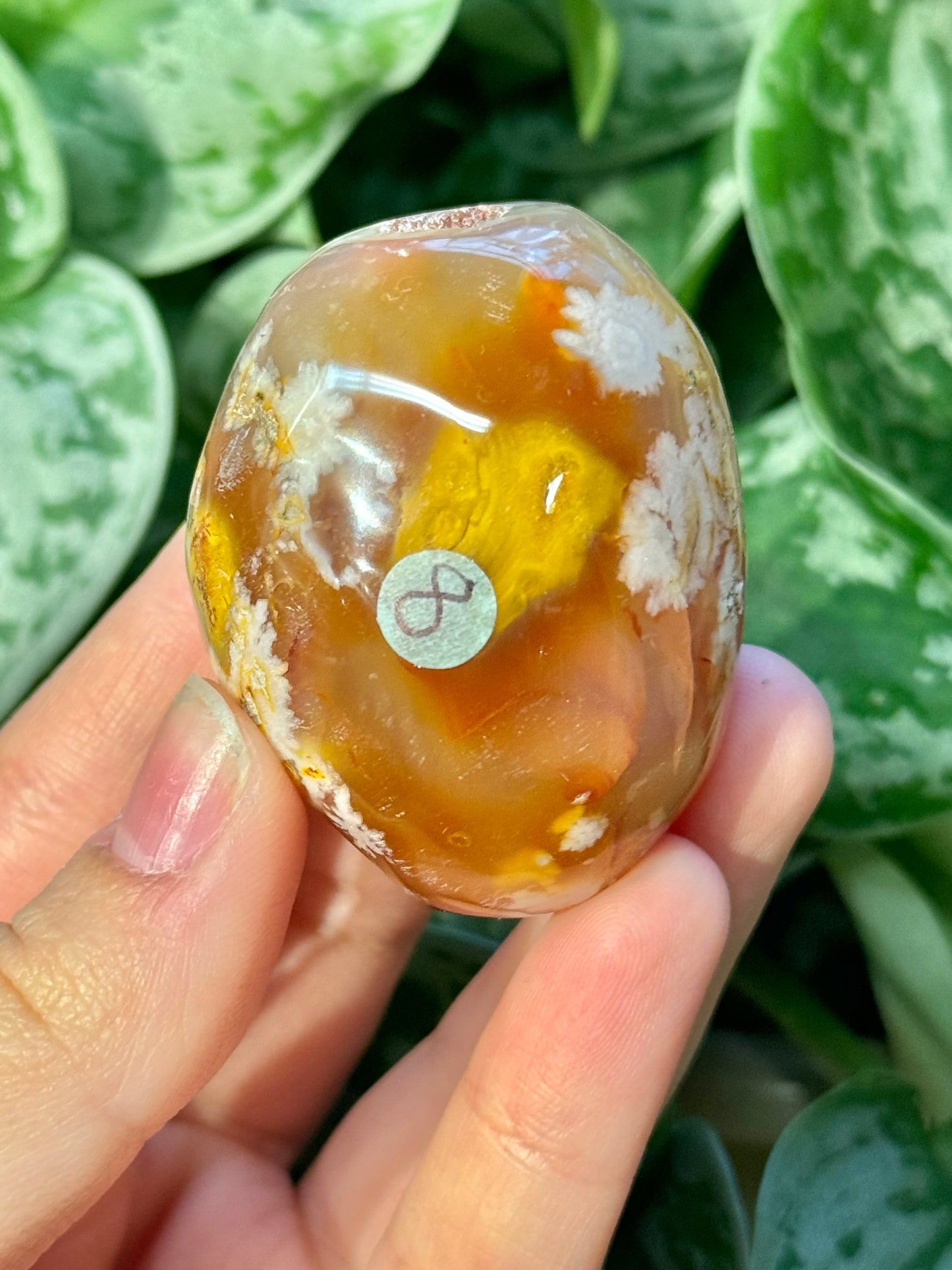 Flower agate palm stone from Madagascar