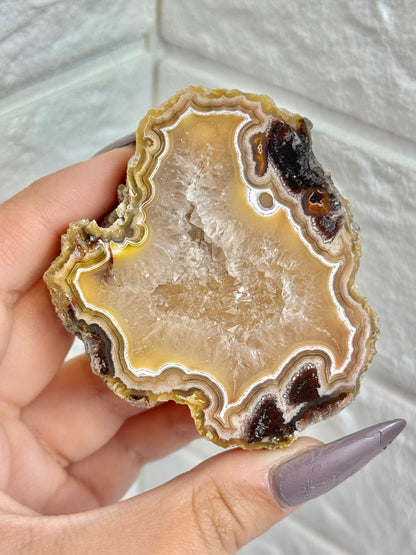 You pick! Beautiful fall toned Laguna agates from Chihuahua Mexico