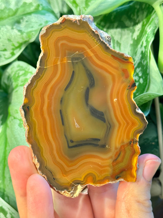 High quality orange banded Condor agate from Argentina A