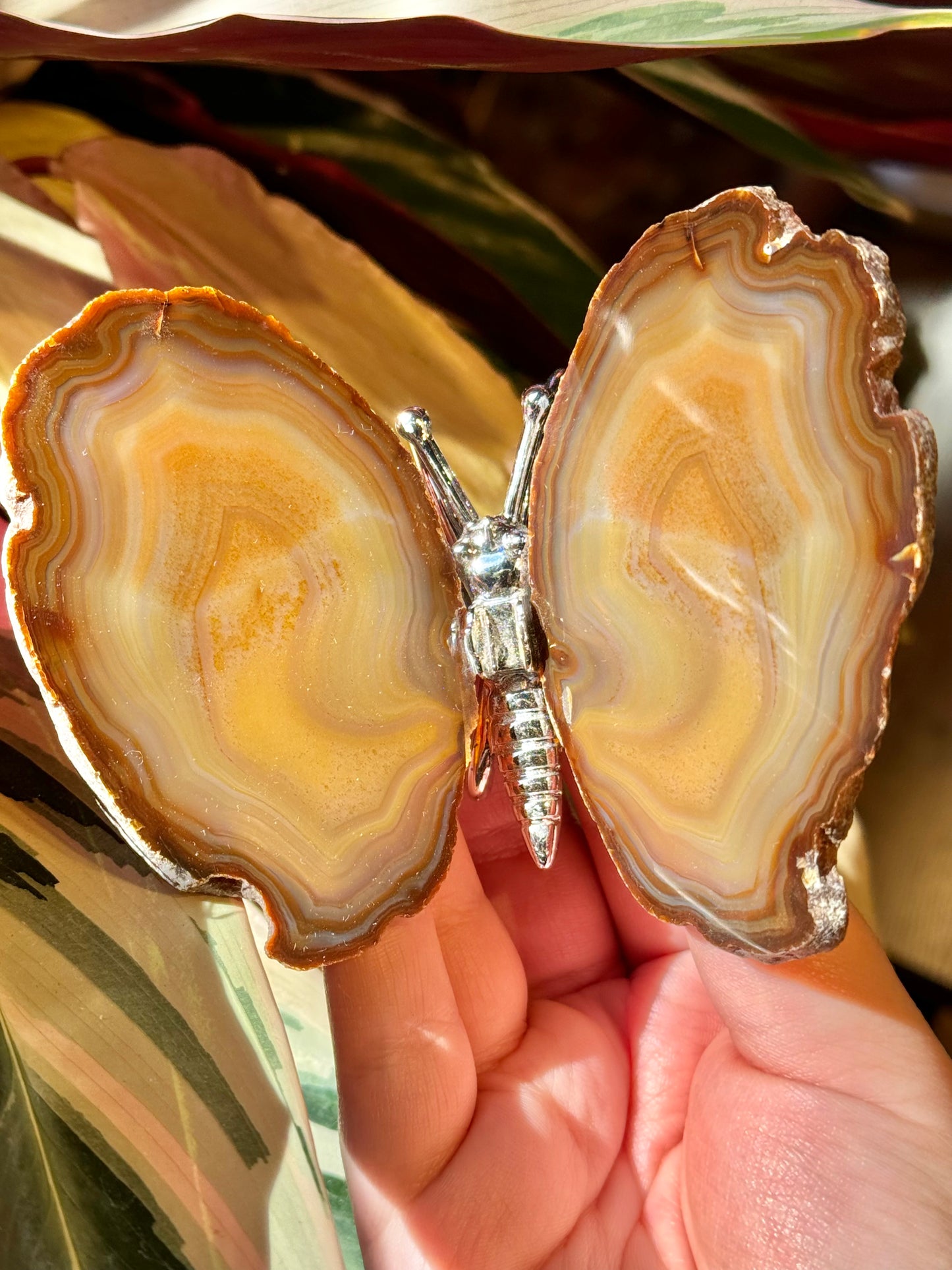 Agate butterfly from Brazil H