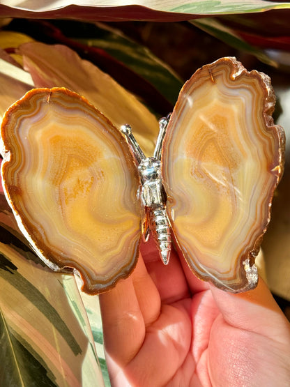 Agate butterfly from Brazil H