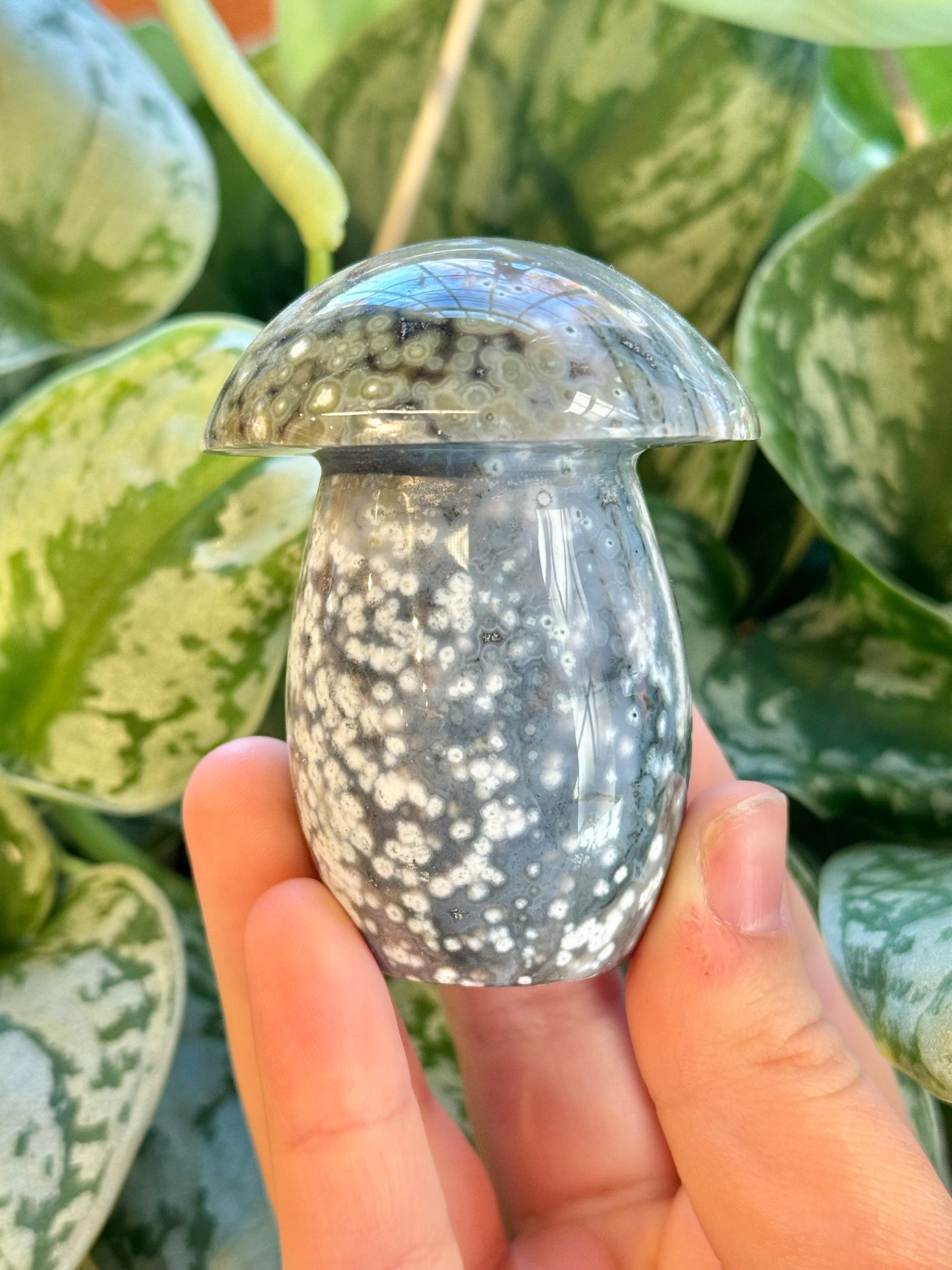 Blue orbicular sea jasper mushroom