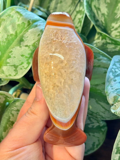 Heated carnelian manatee H