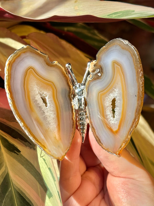 Agate butterfly from Brazil G