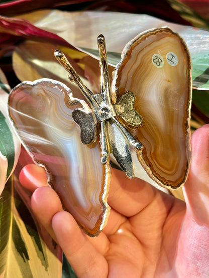 Agate butterfly from Brazil I