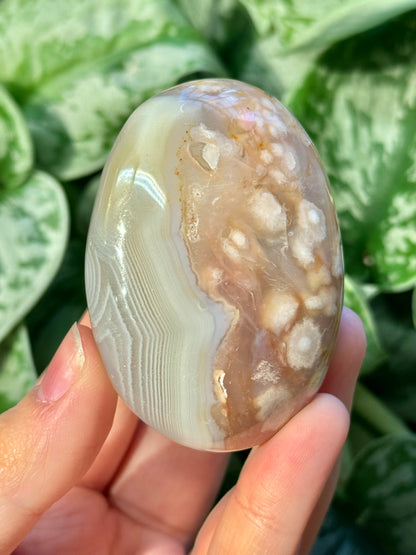 Flower agate palm stone from Madagascar