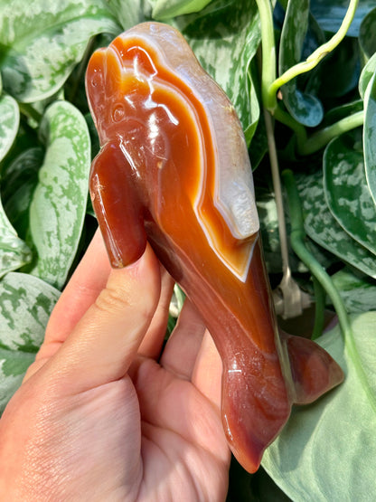 XL Heated carnelian whale C