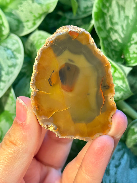 Beautiful Condor agate from Argentina