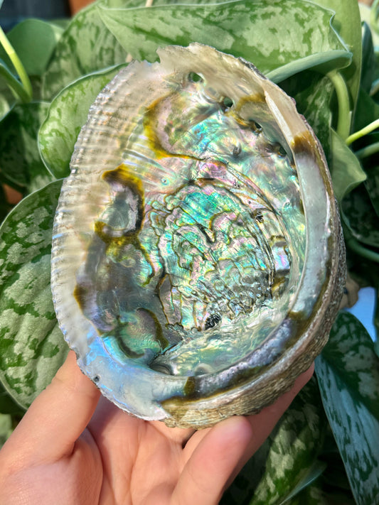 1 intuitive farm raised abalone shell