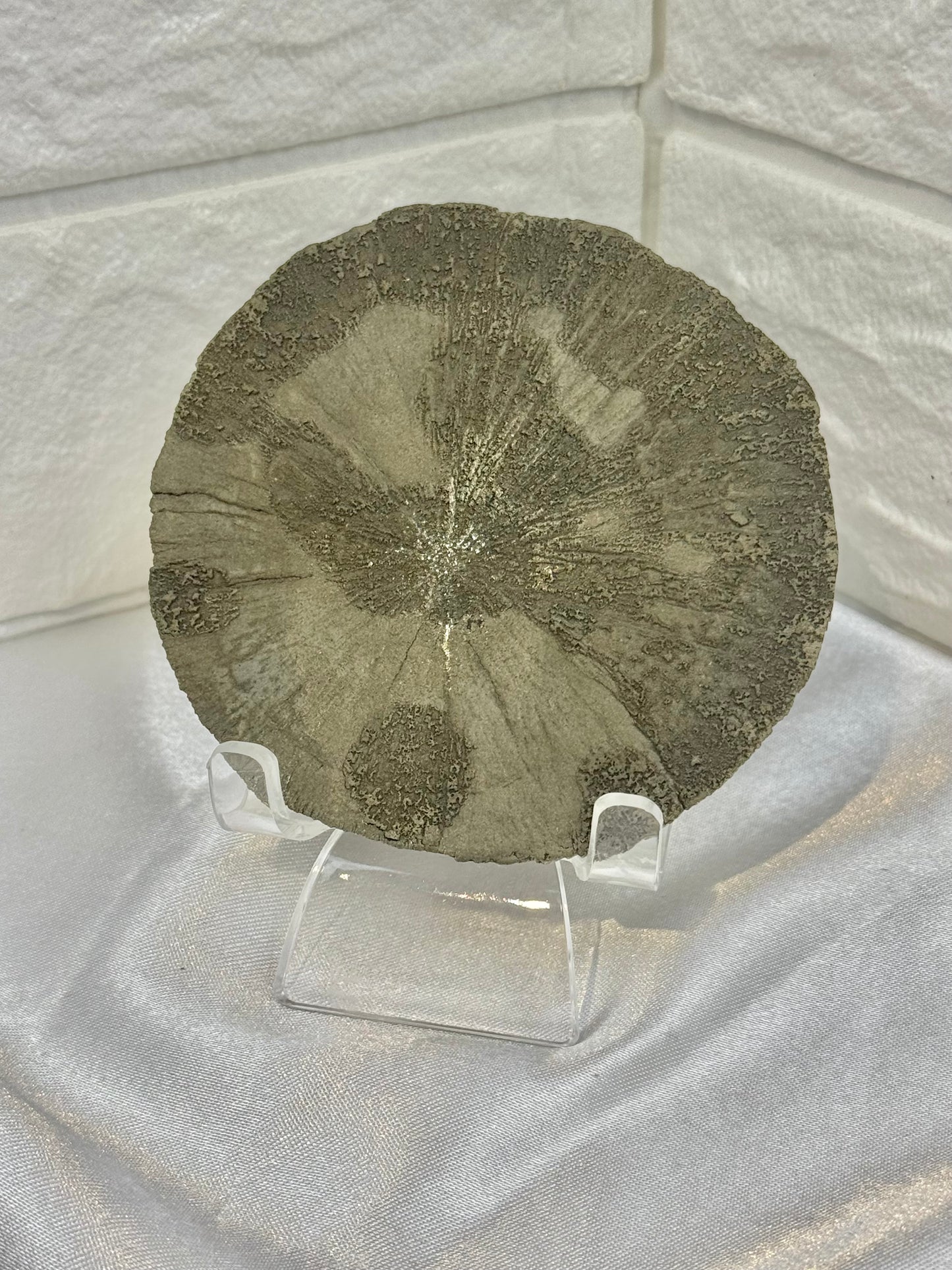 Beautiful pyrite sun from Illinois