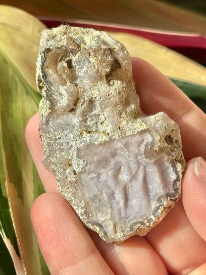 Angelic white laguna agate QQ