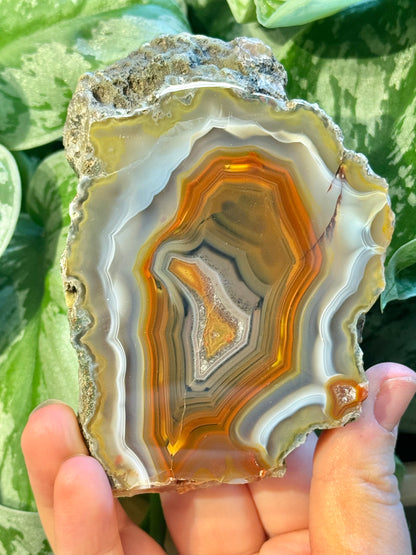 High quality banded Condor agate from Indonesia B