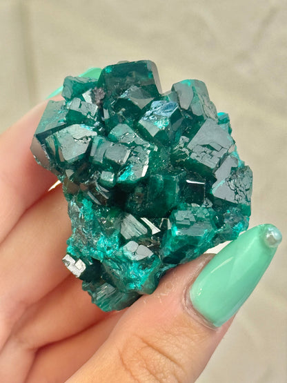 You pick! Insane high-grade dioptase specimens from DRC