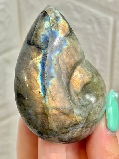 1 labradorite nautilus shell
