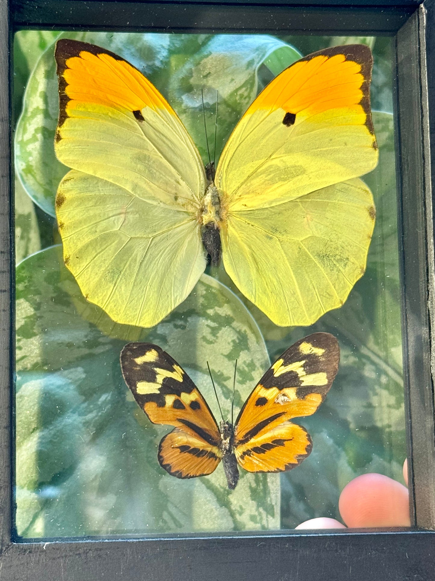 Beautiful preserved Anteos Menippe double butterfly display