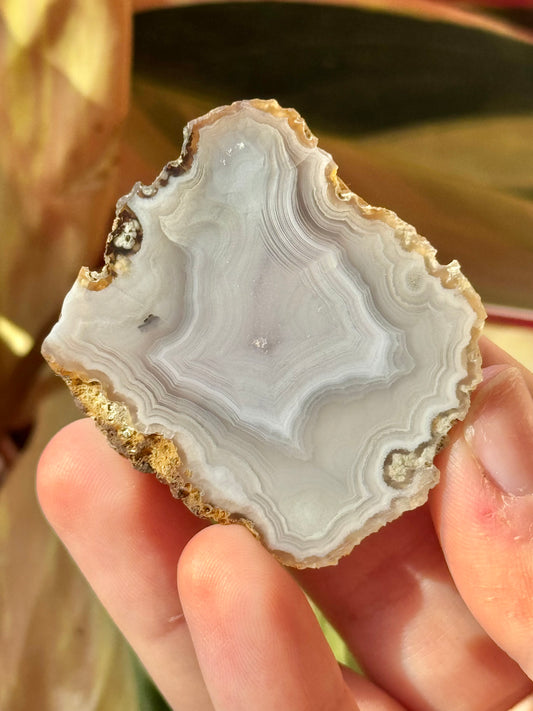 White laguna agate TT