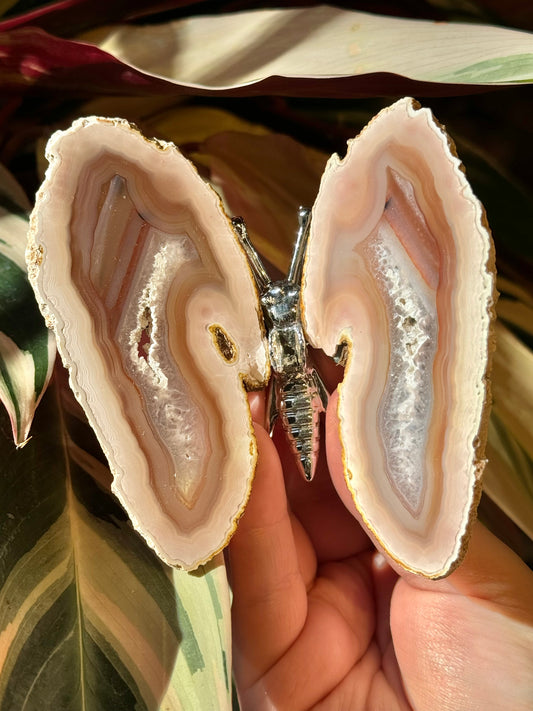 Agate butterfly from Brazil Q